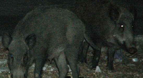 Bodrum'da odun toplayan gence domuz saldırdı!