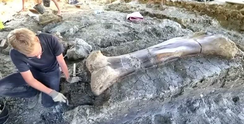 2 Metre Boyunda, 500 Kiloluk Dev Bir Dinozor Kemiği Bulundu