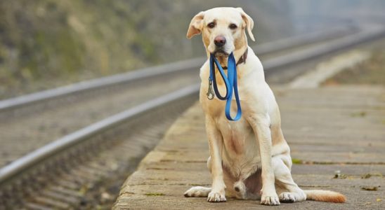 Çin'de Kaybolan Köpekleri 'Burun İzleri' Sayesinde Bulan Bir Suni Zekâ Geliştirildi