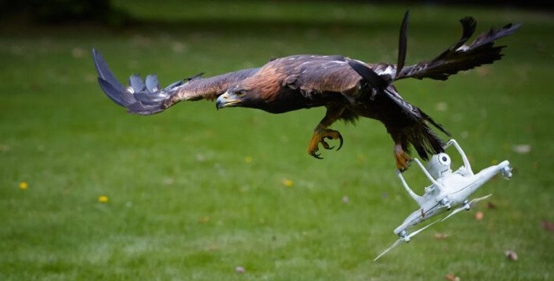 Havadayken Yan Bakmış: Bir Kuşun Uçan Drone'a Saldırdığı Anları Gösteren Video
