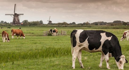 Türkiye’nin İnek Satın Aldığı Hollanda, Çiftlik Hayvanlarının Sayısını Azaltacak: İşte Sebebi